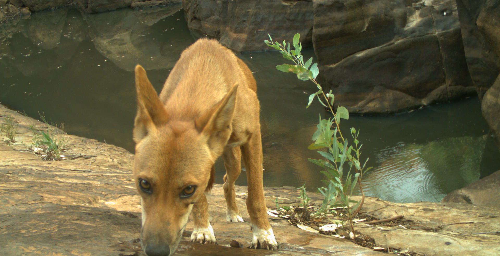 Dingo at seep in Watarrka